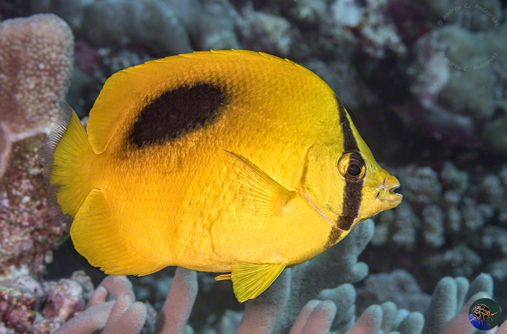 Chaetodon speculum