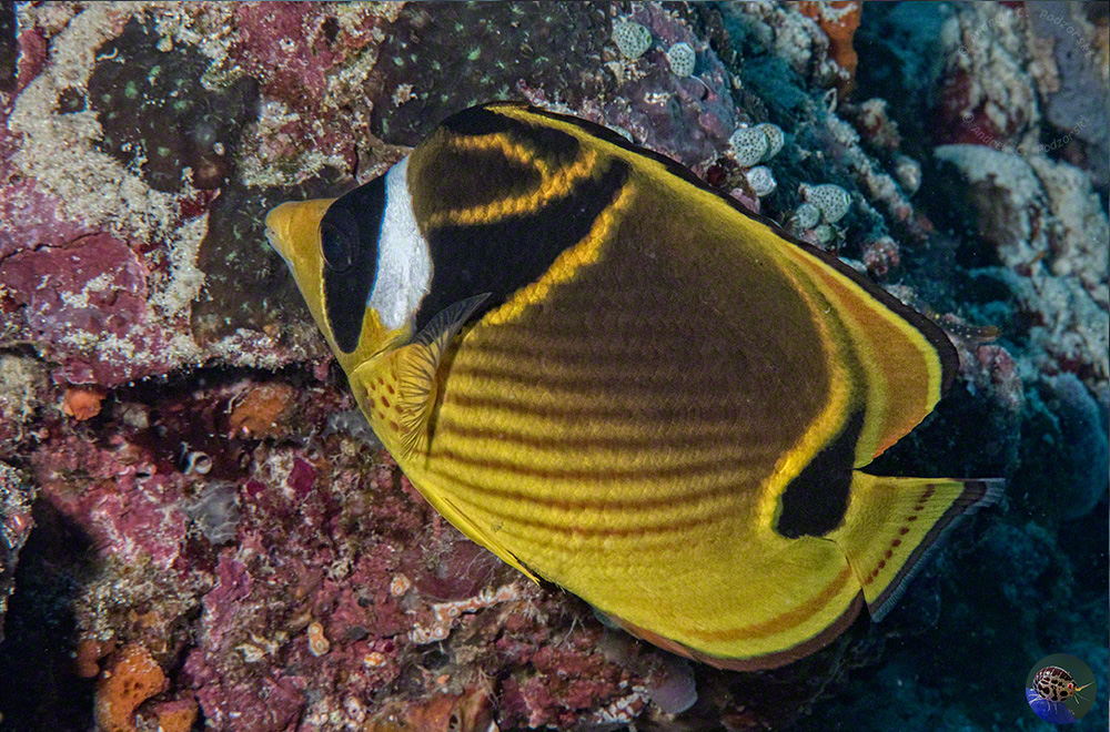 Chaetodon lunula