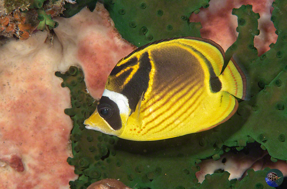 Chaetodon lunula