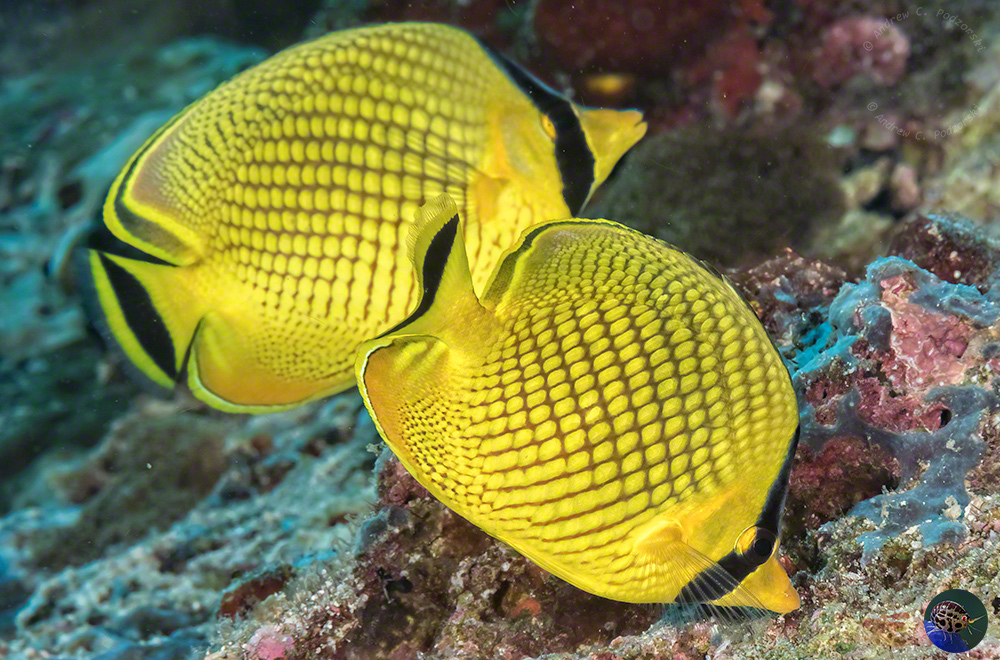 Chaetodon rafflesi