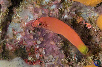 Lubbockichthys sp. nov.