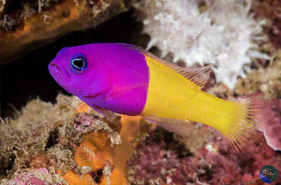 Pictichromis paccagnellae