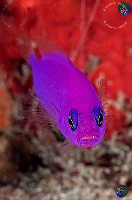 Pictochromis porphyrea