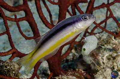 Pseudochromis ammeri