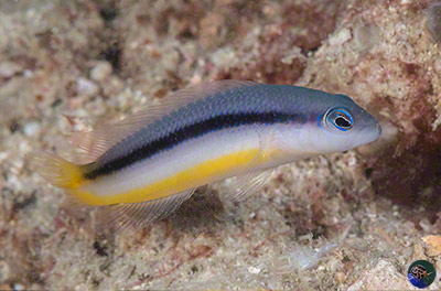 Pseudochromis ammeri