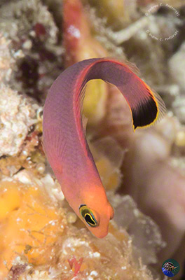 Pseudochromis elongatus