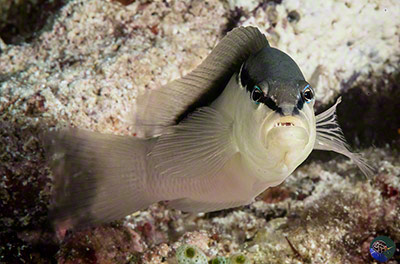 Pseudochromis perspicillatus