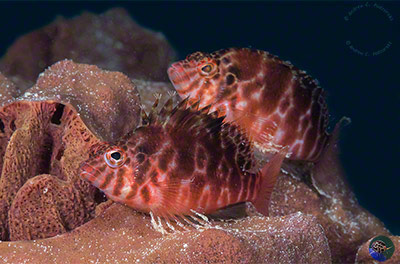 Cirrhitichthys aprinus