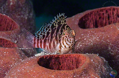 Cirrhitichthys aprinus