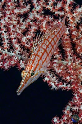 Oxycirrhites typus