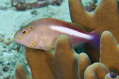 Paracirrhites arcatus