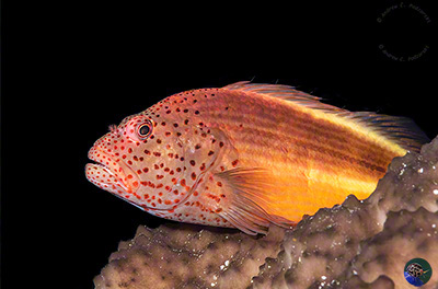 Paracirrhites forsteri