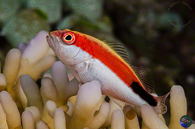 Paracirrhites forsteri