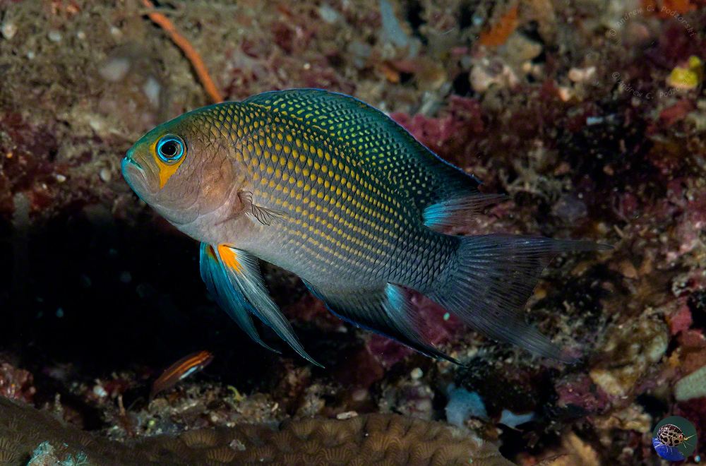 Manonichthys polynemus