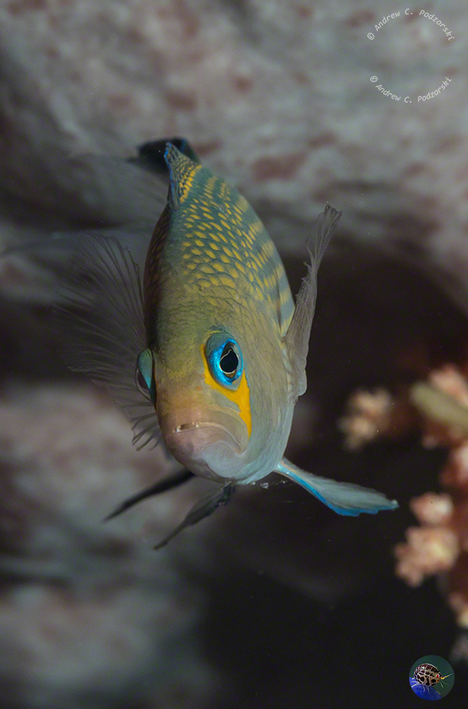 Manonichthys polynemus