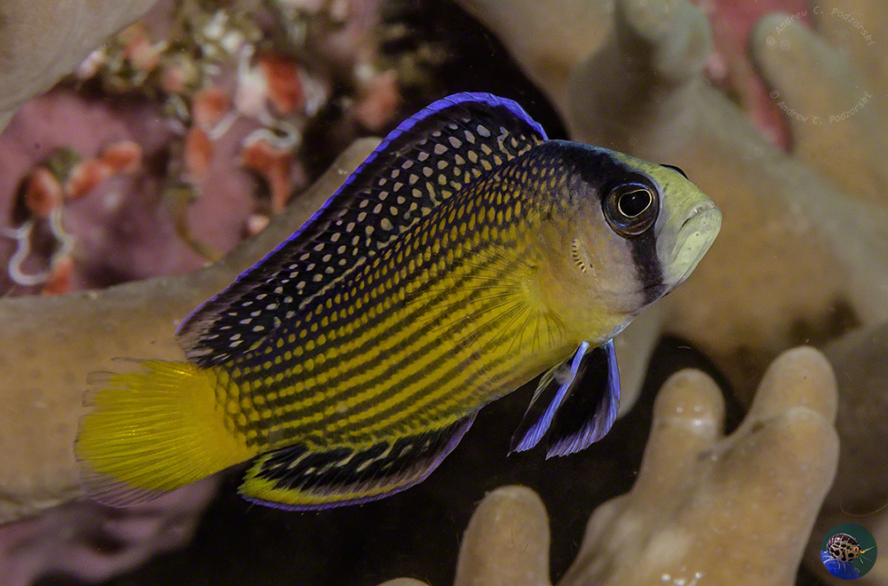 Manonichthys splendens