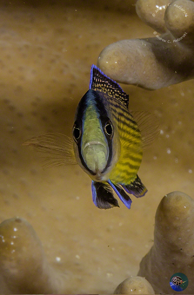 Manonichthys splendens