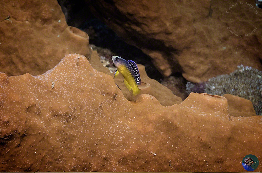 Manonichthys splendens - juvenile