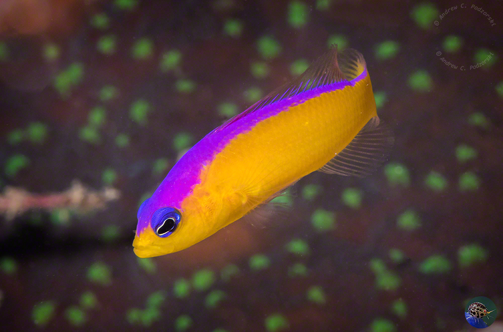 Pictichromis diadema