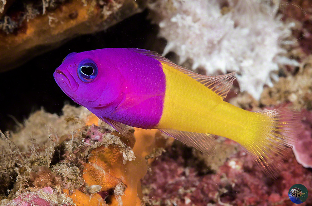 Pictichromis paccagnellae