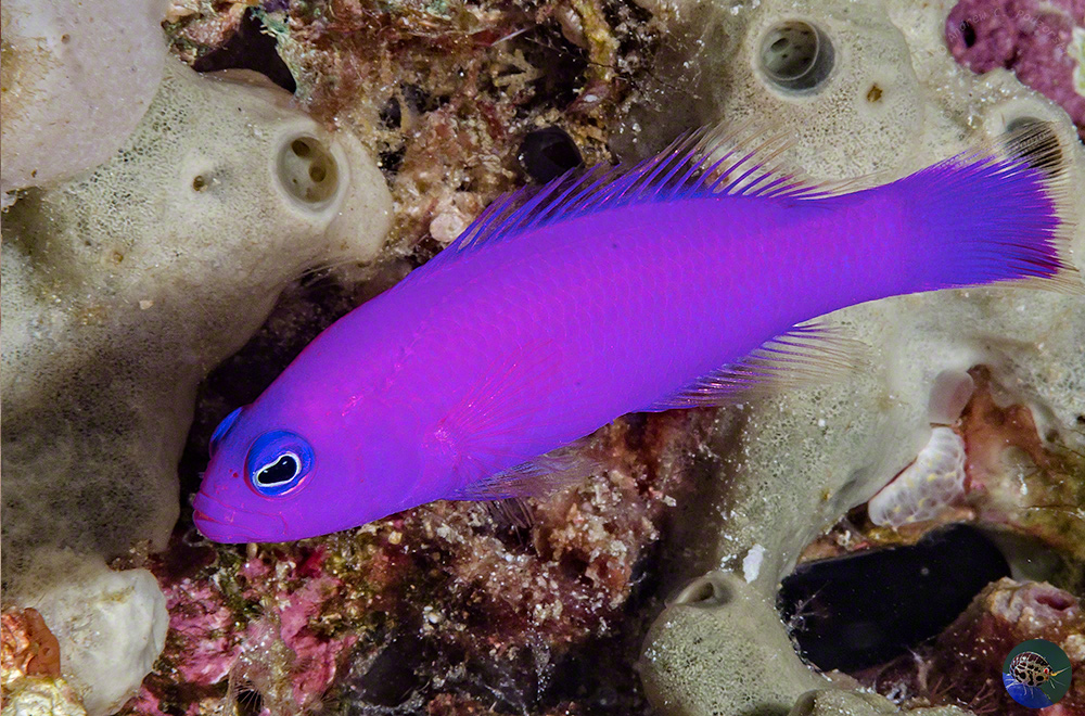 Pictochromis porphyrea