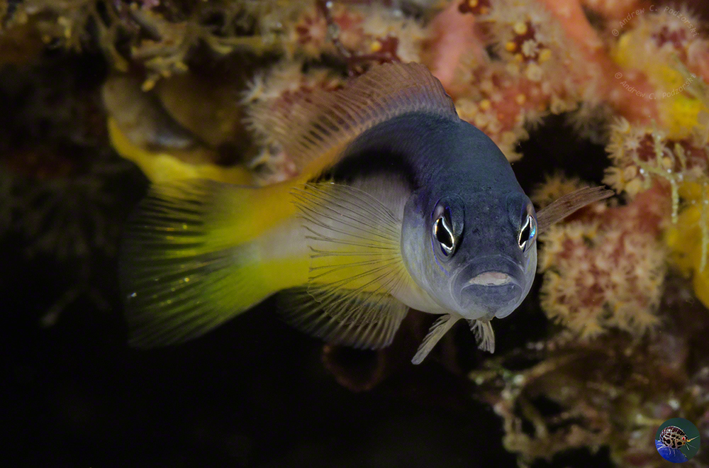 Pseudochromis ammeri