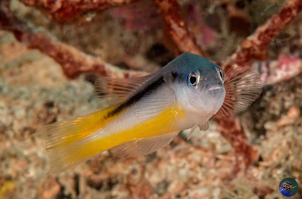 Pseudochromis ammeri