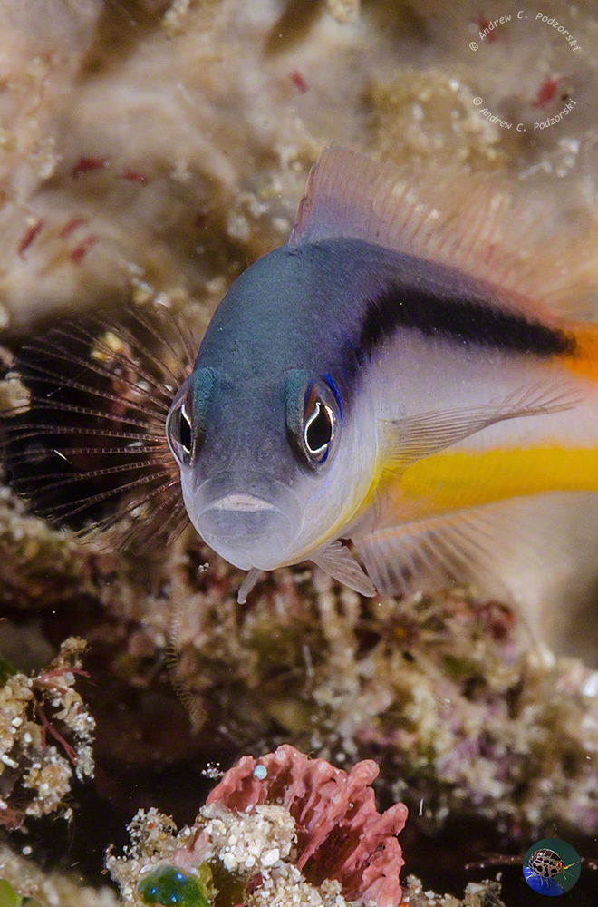 Pseudochromis ammeri