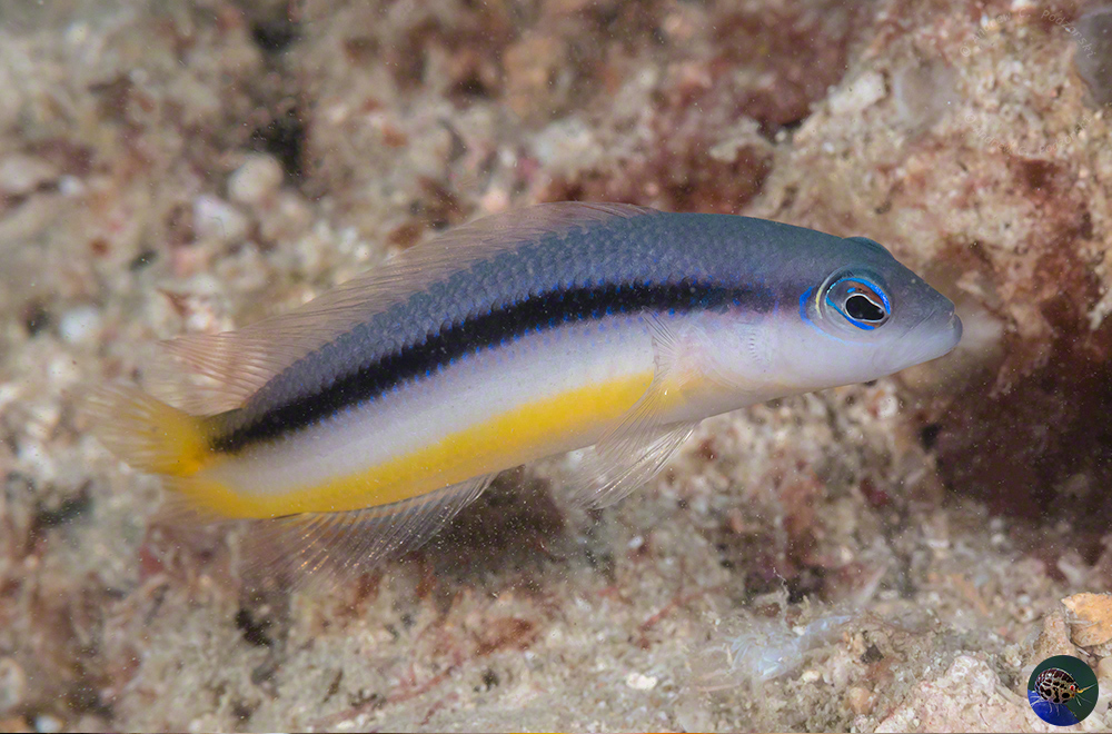 Pseudochromis ammeri