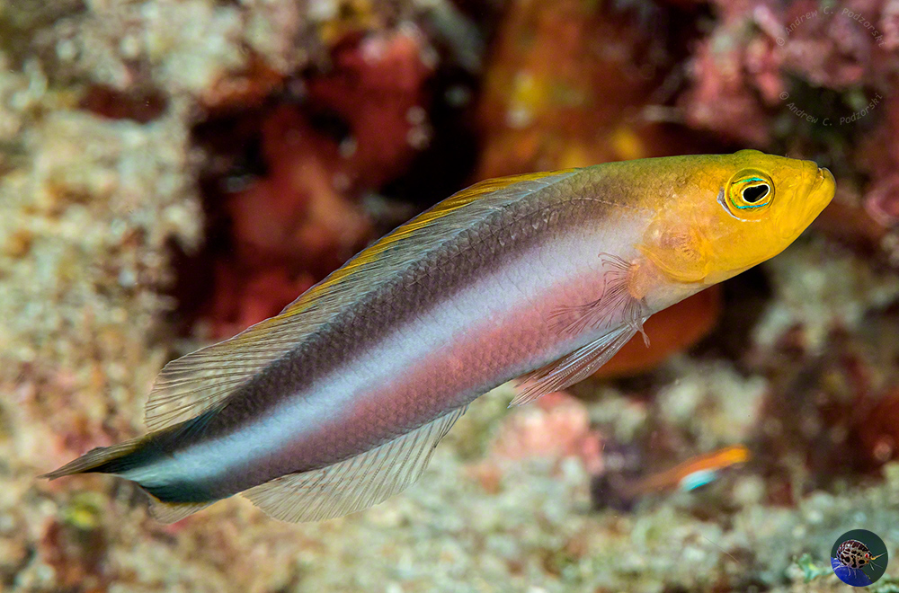 Pseudochromis bitaeniatus