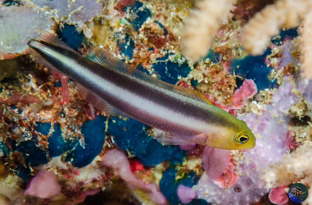 Pseudochromis bitaeniatus