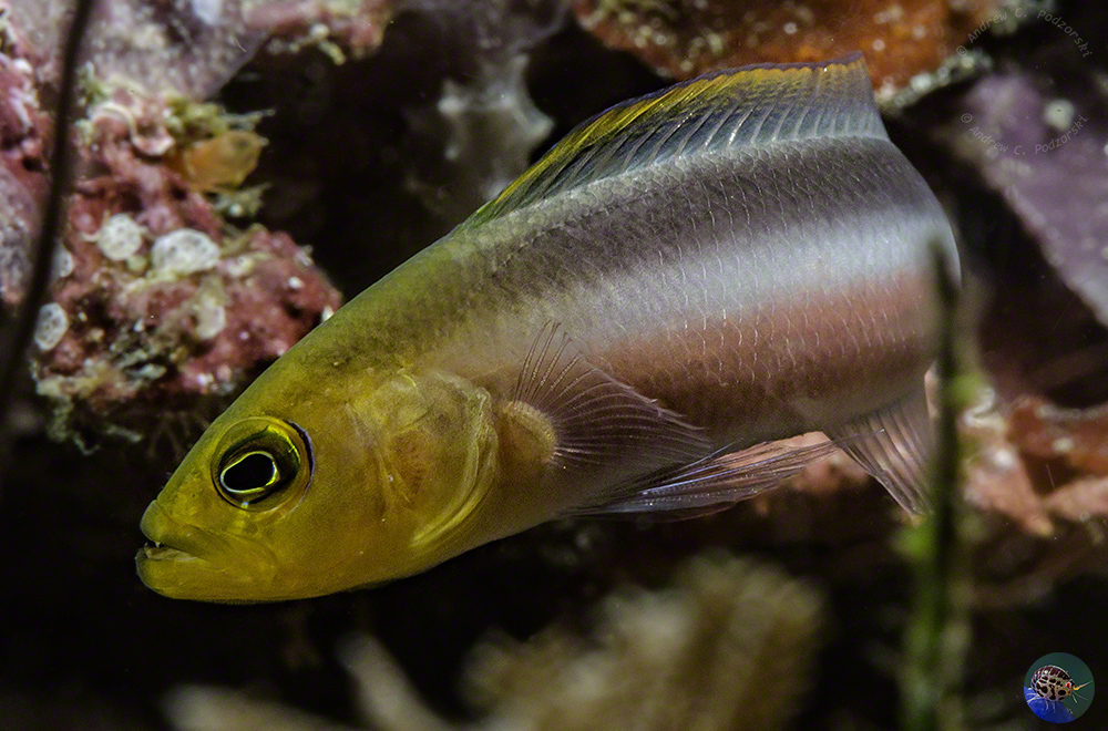 Pseudochromis bitaeniatus
