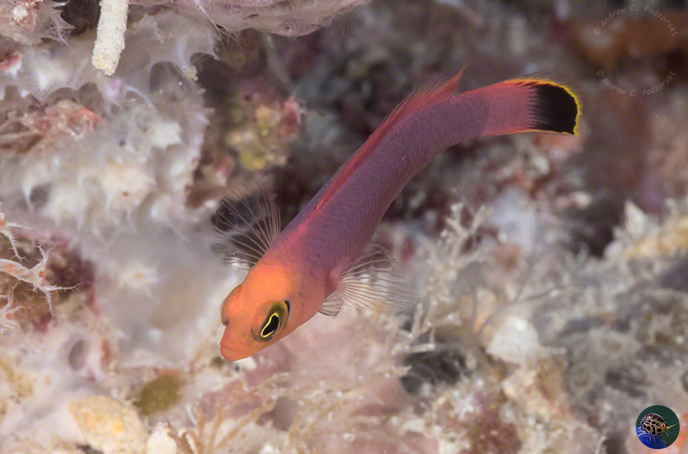 Pseudochromis elongatus