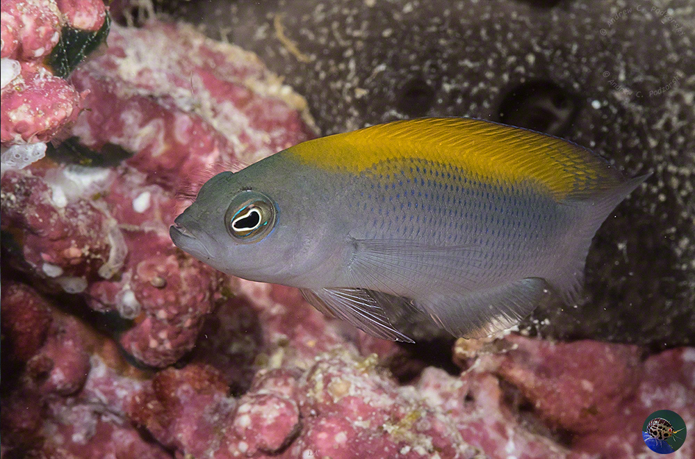 Pseudochromis fuscus