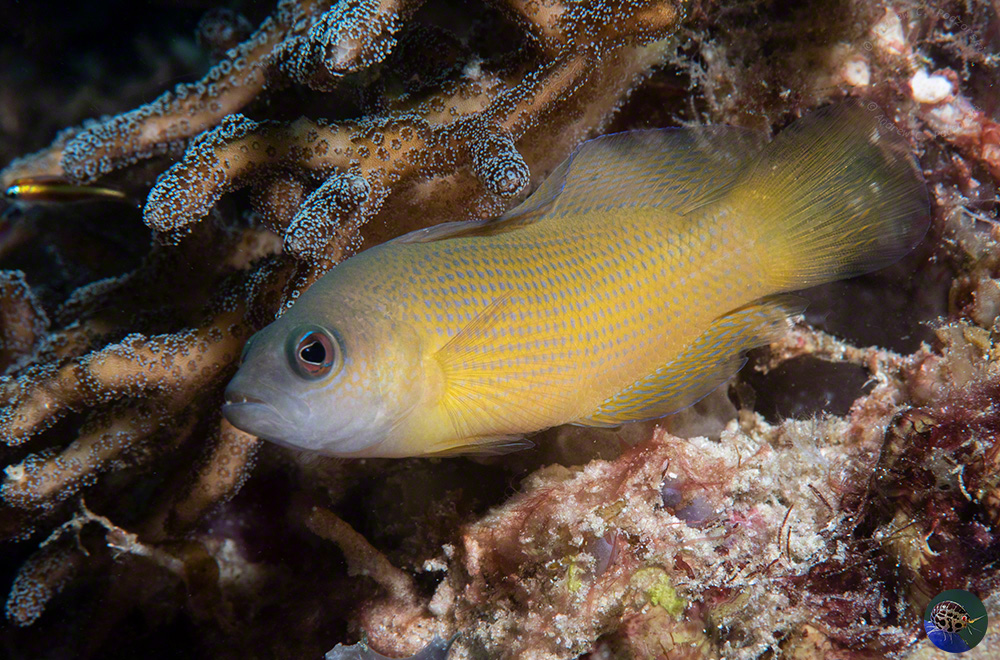 Pseudochromis fuscus