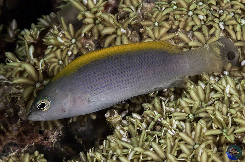 Pseudochromis fuscus