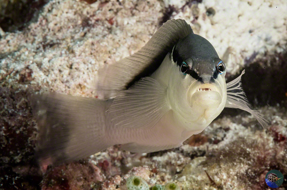 Pseudochromis perspicillatus