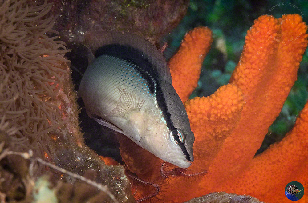 Pseudochromis perspicillatus