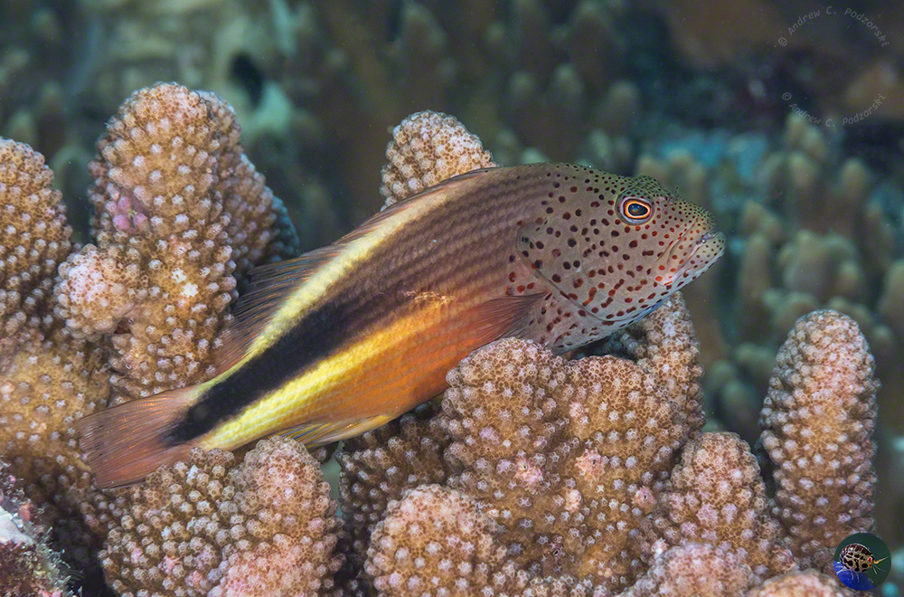 Paracirrhites forsteri