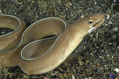 Gymnothorax albimarginatus