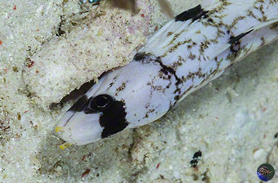 Gymnothorax cf. enigmaticus - juvenile