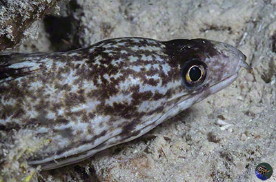 Gymnothorax cf. davidsmithi