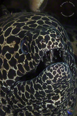 Gymnothorax favagineus