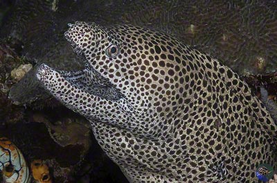 Gymnothorax isingteena