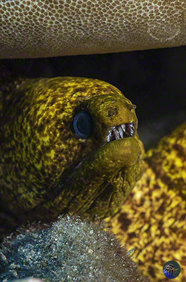 Gymnothorax flavimargonatus