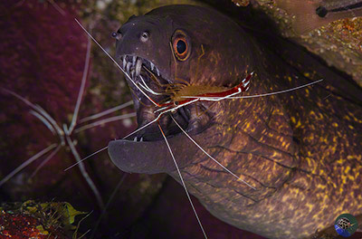 Gymnothorax flavimargonatus with cleaner shrimp