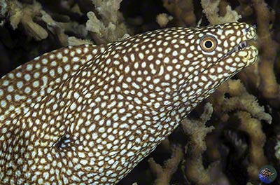 Gymnothorax meleagris