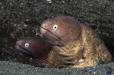 Gymnothorax thyrsoideus