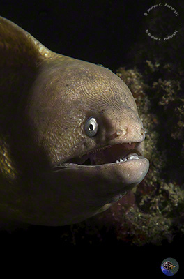 Gymnothorax thyrsoideus