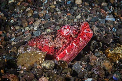 Brachysomophis henshawi